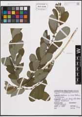 Foto von Salix cinerea L.